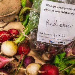 A bushel of radishes, both white and red. There's a sticker that says these radishes were grown at West Point on the Eno.