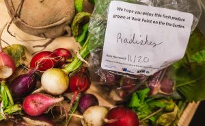 A bushel of radishes, both white and red. There's a sticker that says these radishes were grown at West Point on the Eno.